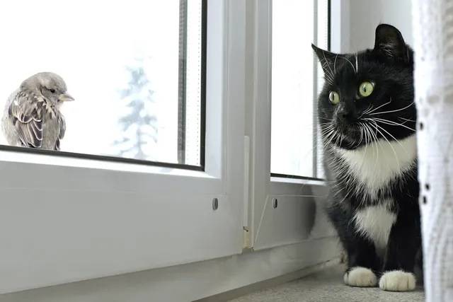 Why Does My Cat Chirp at Birds? 3 Vet-Verified Common Reasons