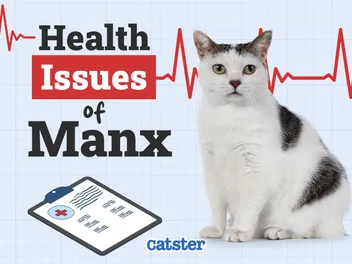 Manx Cat Health Problems: 8 Vet-Reviewed Issues