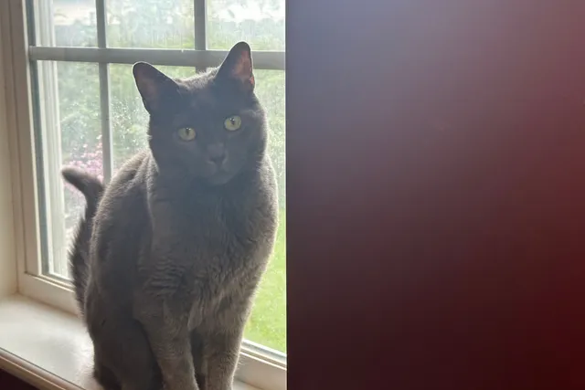 When Cats Eat a Wet Food-Only Diet: Olga’s Preferences