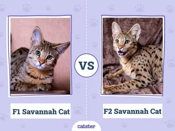 F1 vs. F2 Savannah Cat: How Are They Different? (With Pictures)