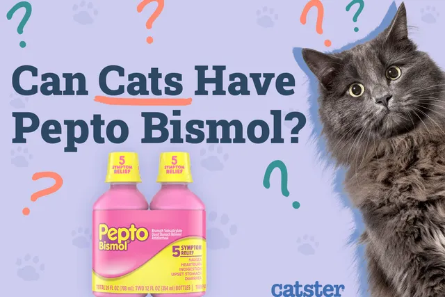 Can Cats Have Pepto Bismol? Vet-Approved Safety Tips & FAQ Explained