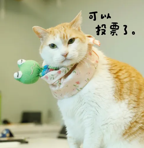 @fumeancat