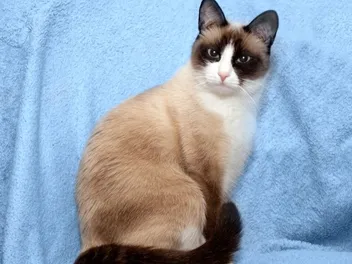Snowshoe Ragdoll Cat: Info, Pictures, Temperament & Traits