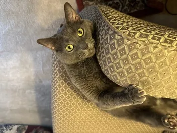 How Odd Behavior Defines Felines: Olga's Strange Ways