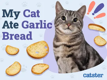 My Cat Ate Garlic Bread! Here's What to Do (Vet Answer)