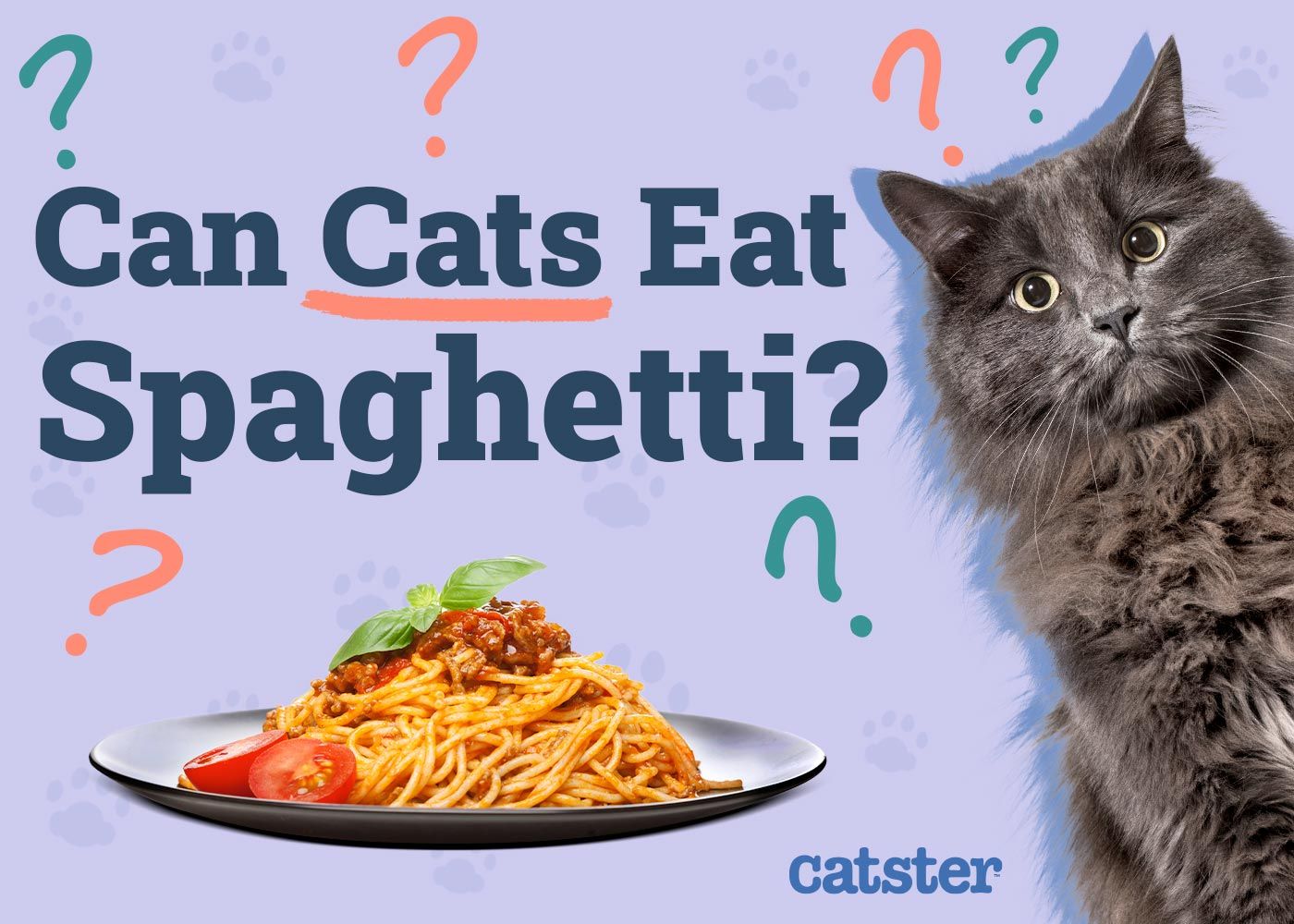 Can Cats Eat Spaghetti