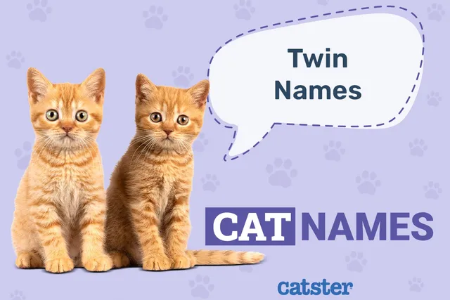 100+ Twin Cat Names for Best Friends & Siblings