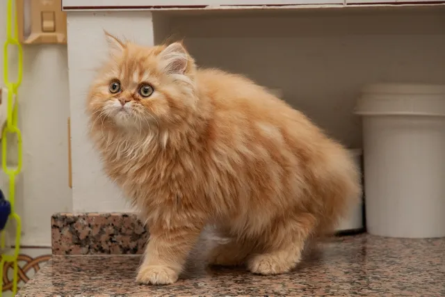 Orange Persian Cat Breed: Info, Pictures, Origin & History