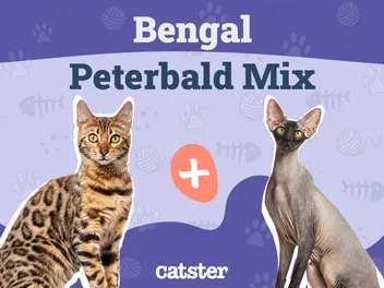 Bramble Cat Breed: Info, Pictures, Care & More