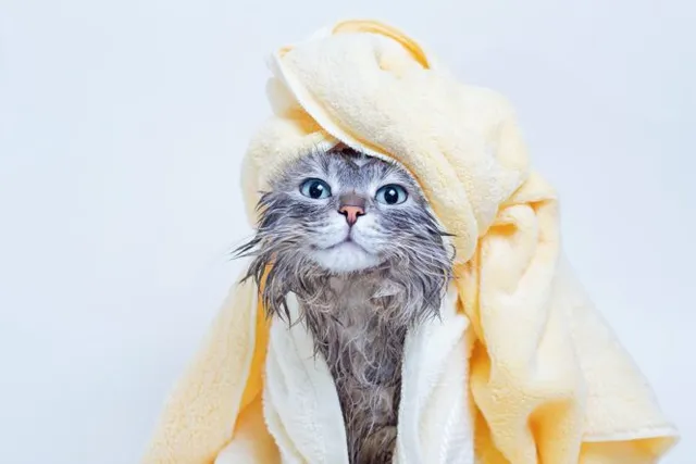 How Do Groomers Bathe Cats? A Look Behind the Scenes