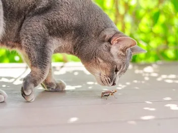 Insect-Based Cat Food: Vet-Reviewed Pros, Cons & FAQs