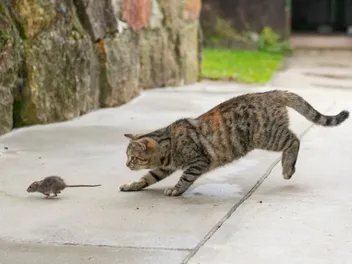 Do Cats Really Play With Their Prey Before Killing Them? Vet-Approved Behavior Explanation