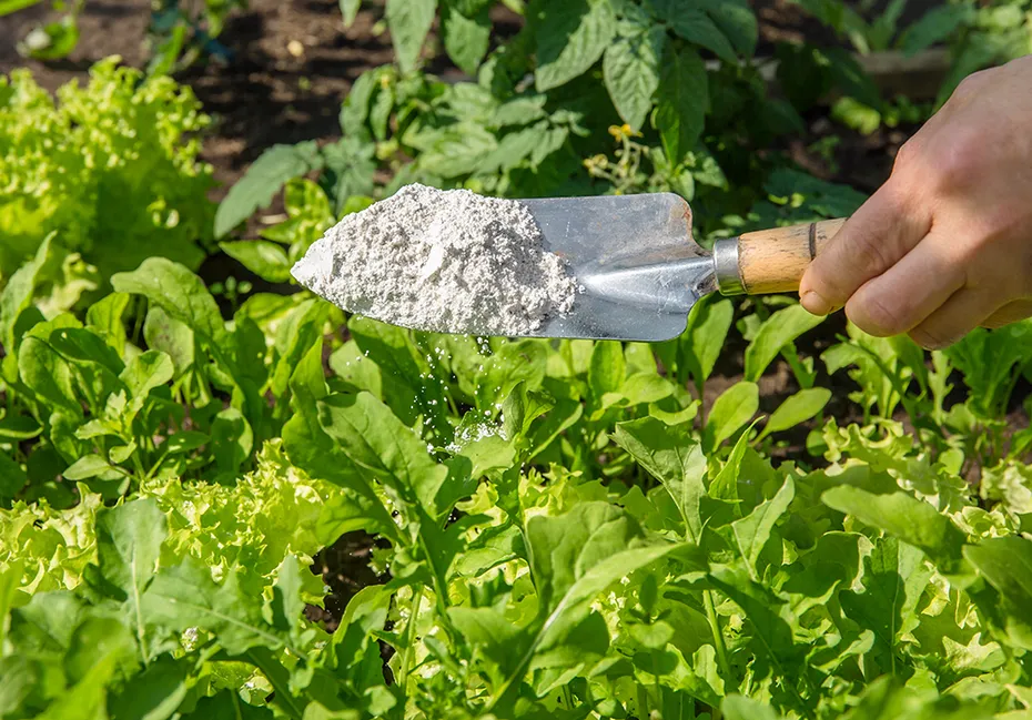 hand holding a small shovel of diatomaceous earth