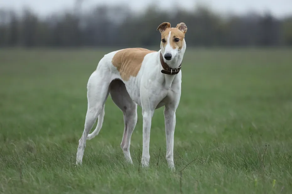 Greyhound dog on grass