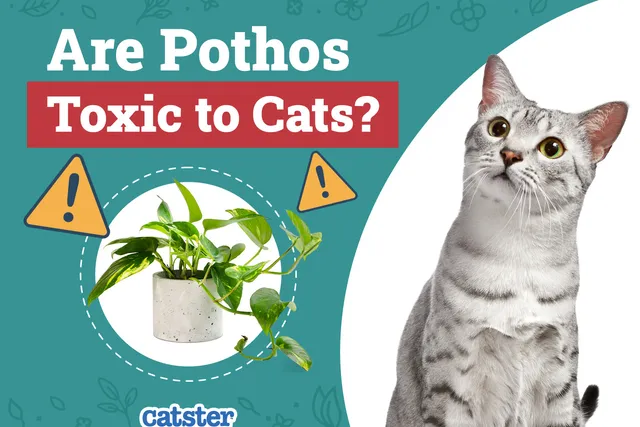 Are Pothos Toxic to Cats? Vet-Verified Facts & Information