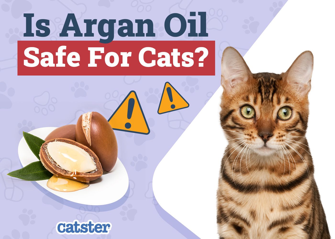 Catster_Is Argan Oil Safe for Cats