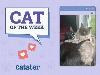 Catster Photo Contest: Cats of the Week Winners (Mar 27, 2025)