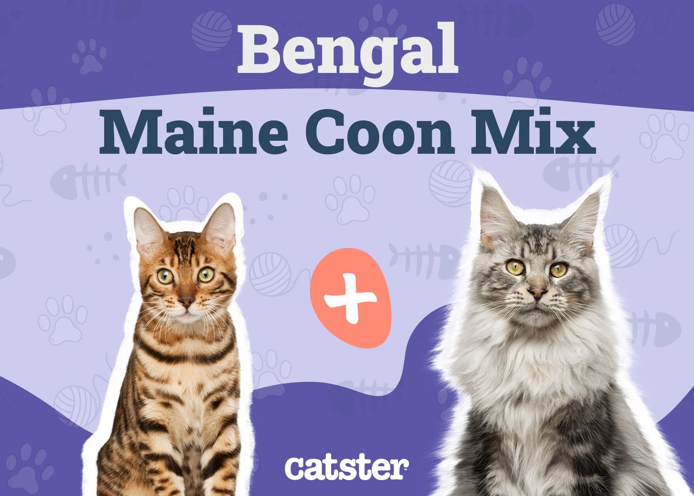 Bengal Maine Coon Mix Cat Breed: Info, Pictures, Temperament & Traits