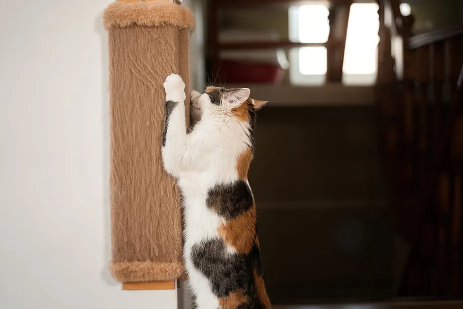 tricolor cat scratching on the corner scratcher
