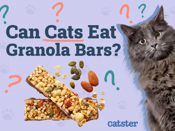 Can Cats Eat Granola Bars? Vet-Reviewed Health Facts & FAQ