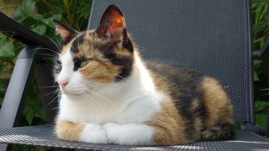 Calico cat lying in the chair