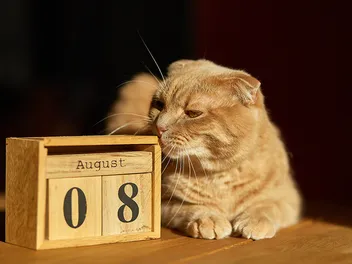 Cat Holidays: Monthly, Weekly & Daily