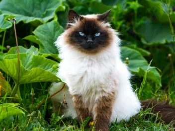 14 Cat Breeds That Act Like Dogs (With Info & Pictures)