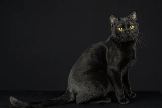 Black Burmese Cat: Info, Pictures, Facts & History