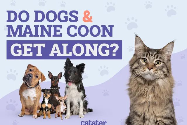Do Maine Coons Get Along With Dogs? Our Vet Explains Cat Dog Socialization