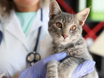 Ovarian Remnant Syndrome in Cats: Causes, Signs & Treatments (Vet Answer)