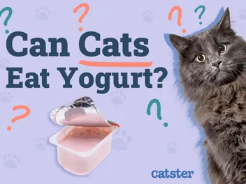 Can Cats Eat Yogurt? Vet-Reviewed Nutrition Facts & FAQ