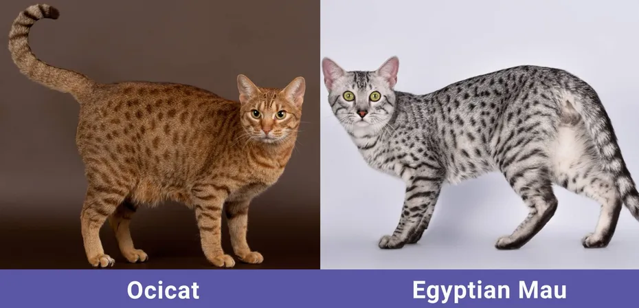 side by side Ocicat VS Egyptian Mau