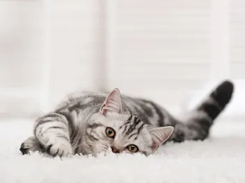 What Is the Best Type of Carpet for Cats That Scratch? (Facts, & FAQ)