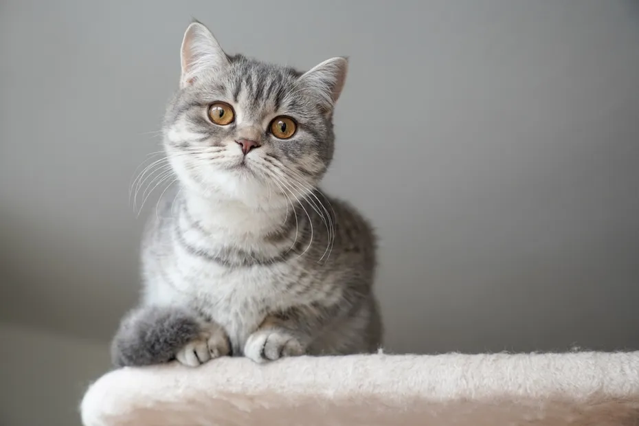 British Shorthair Tabby Cat