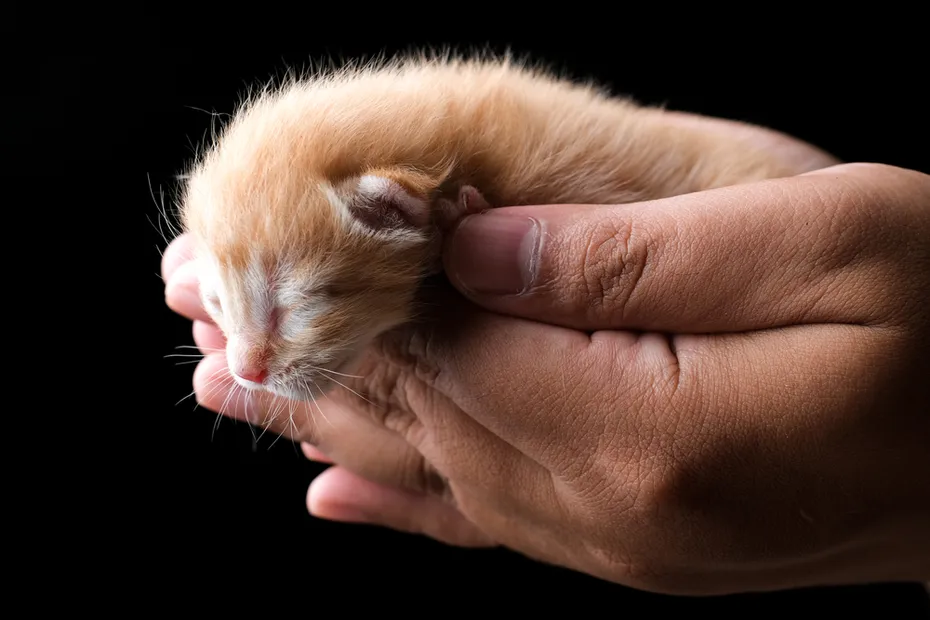 New born kitten sleeping on hand