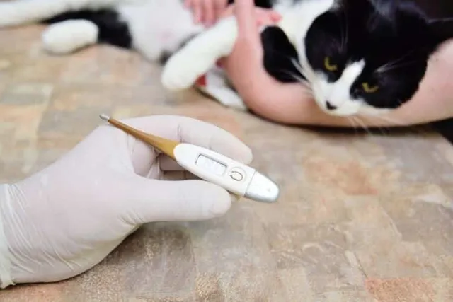 What Causes Sudden Fever in Cats? Our Vet Explains Causes, Signs & FAQ