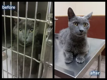 The Golden Paw Society Gets Cats Out of Cages and Into Forever Homes