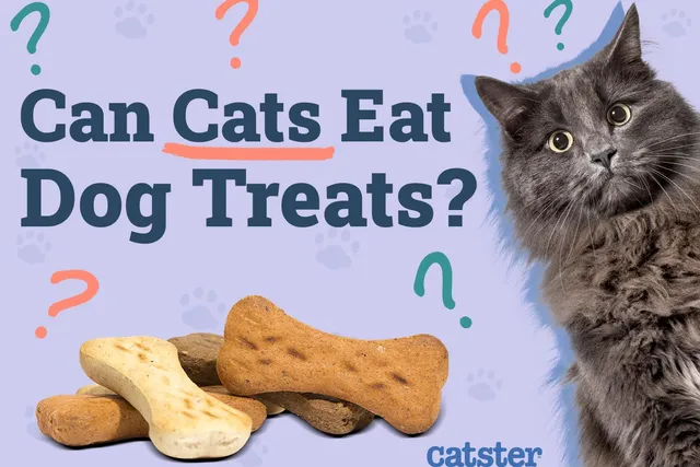 Can Cats Eat Dog Treats? Vet-Approved Nutrition Facts & FAQ