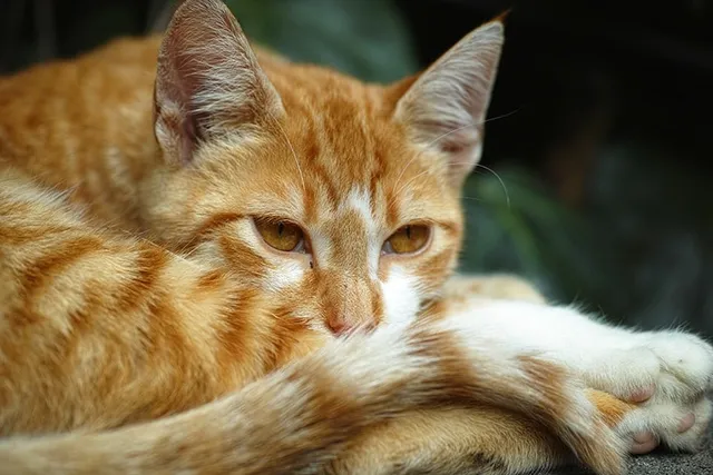 How Do Cats Get Worms? Vet Reviewed Causes, Signs & Prevention