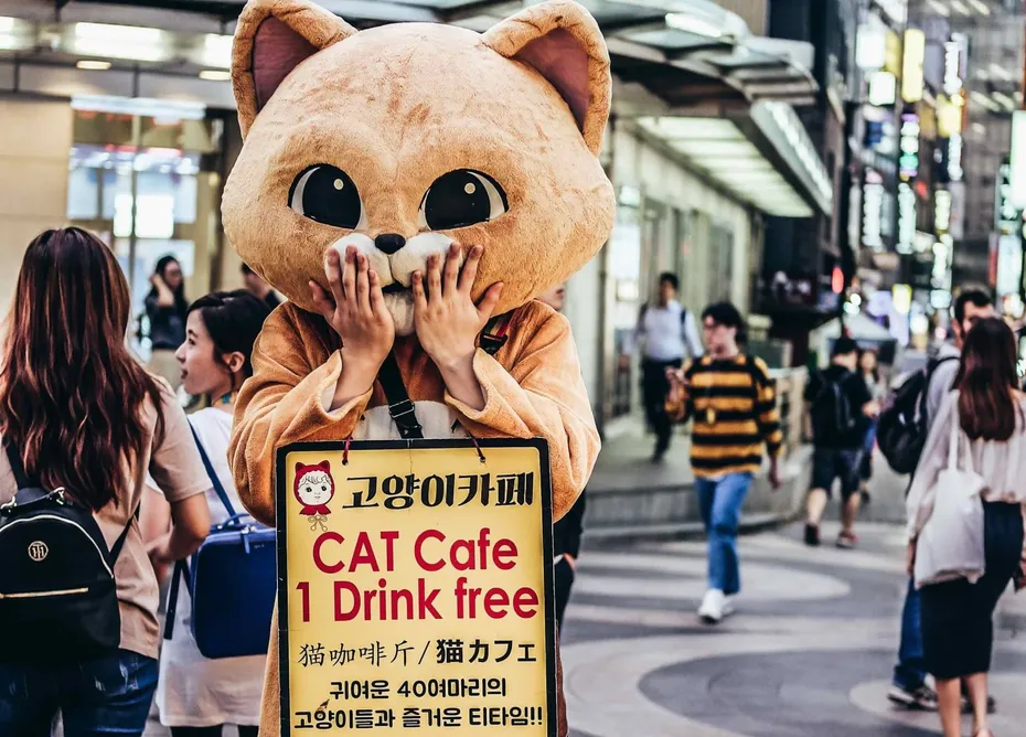Korea Cat Cafe