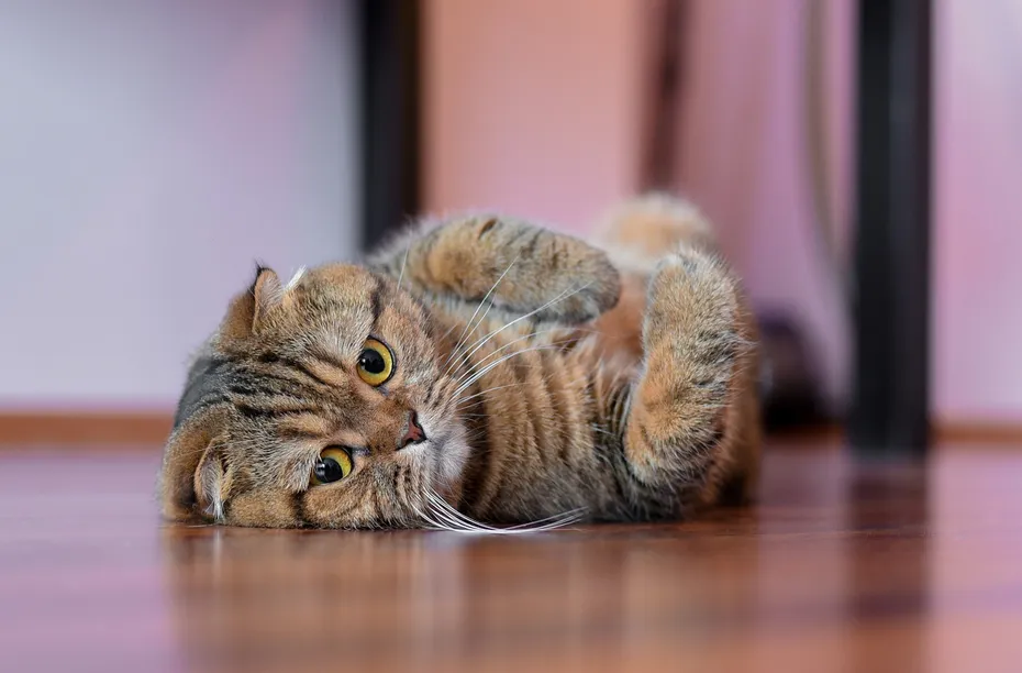 Scottish Fold British Shorthair Cat Mix lying on its back on the floor