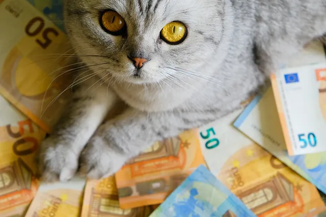 5 Cats Who Inherited Fortunes - List of the Richest Cats in the World