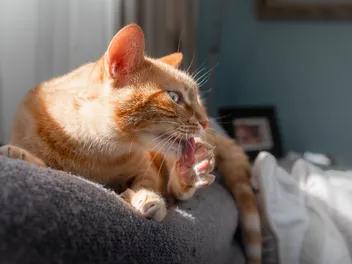 Cat Nail Biting: 3 Vet-Verified Tips If Your Cat Chews & Pulls Their Claws
