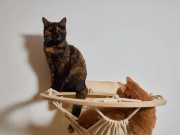 How To Tell Which Cat is Dominant? 5 Vet Approved Signs To Look For