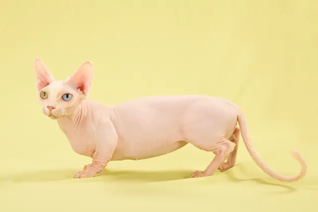 7 Cat Breeds With Very Short Legs: Vet-Approved Info & Pictures