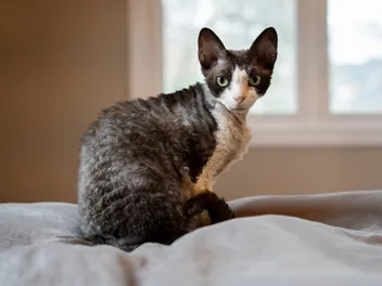 10 Types of Rex Cat Breeds (With Info & Pictures, Vet-Reviewed)