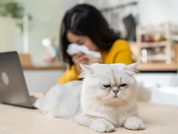 Vets Warn About 10 Cat-to-Human Diseases (And How to Prevent Them)