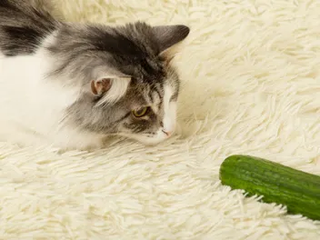 Why Are Cats Afraid of Cucumbers? Our Vet Explains
