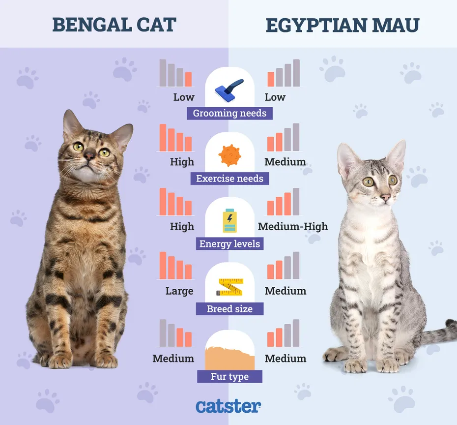 Catster_Side by Side Comparison Bengal Cat vs Egyptian Mau