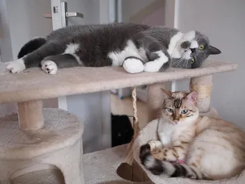 Inbred Cats: Vet-Verified Signs, Ethics, Problems & FAQ